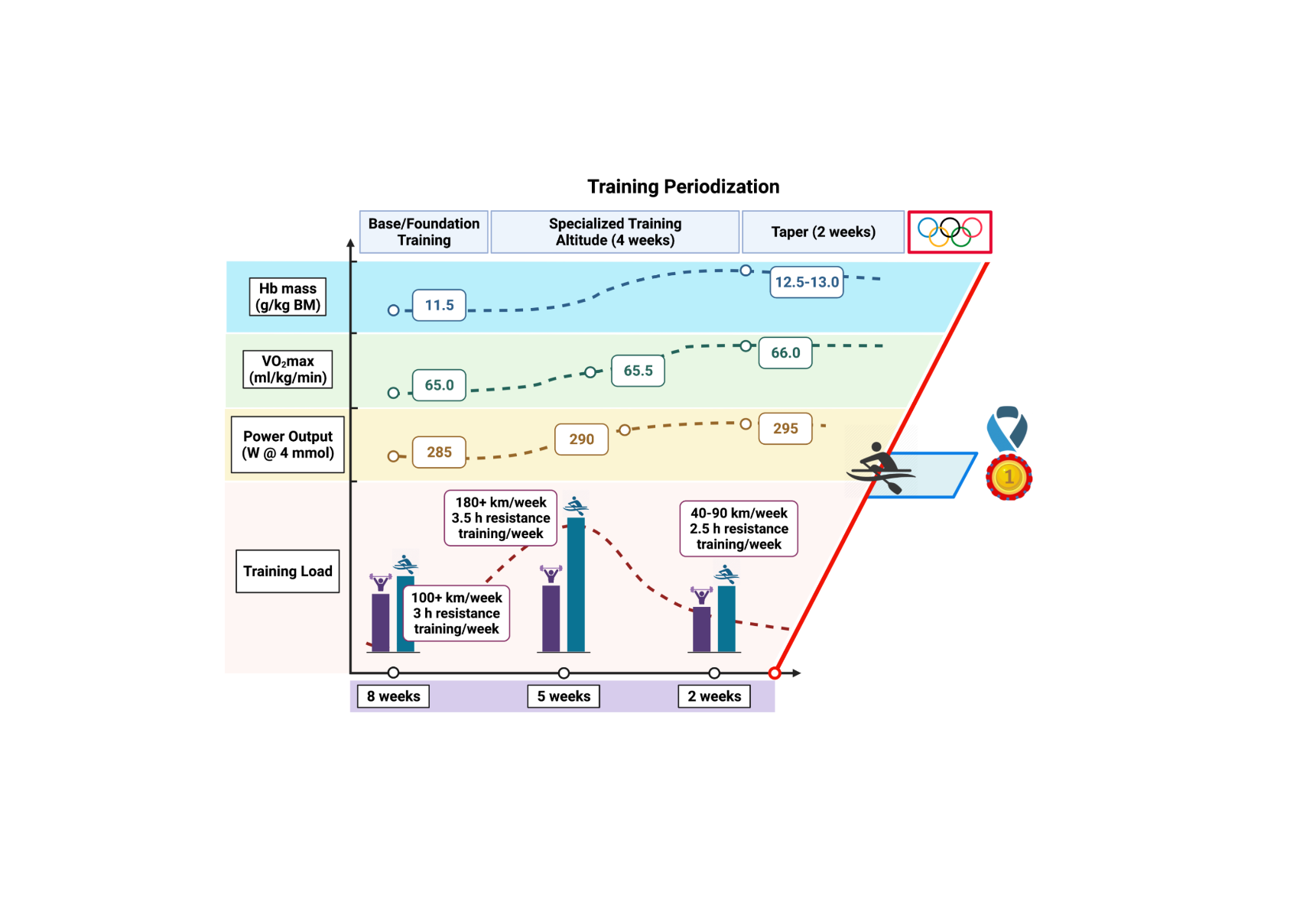 The molecular athlete: exercise physiology from mechanisms to medals