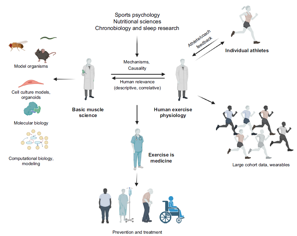 The molecular athlete: exercise physiology from mechanisms to medals