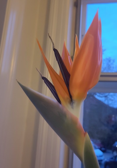 The striking orange and dark blue flower of a bird of paradise flower in front of a window where cold blue light before dawn is seen.