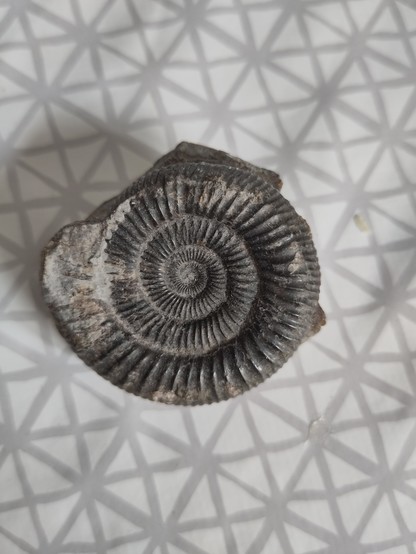 A fossilised ammonite, a tightly spiralling ridged shell in stone around 10cm in diameter