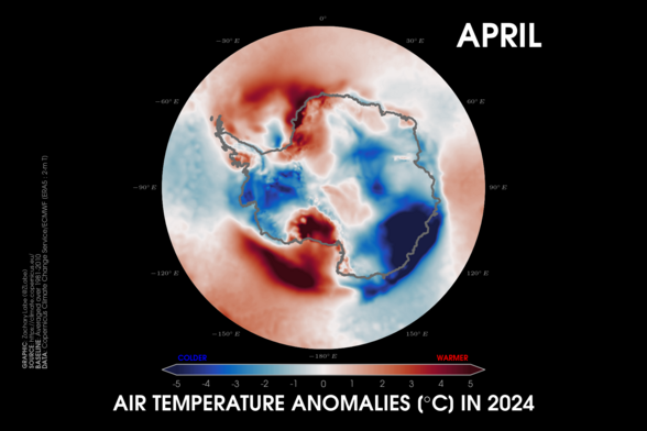 Polar stereographic map of 2-m air temperature anomalies in the Antarctic for April 2024. Red shading is shown for warmer anomalies, and blue shading is shown for colder anomalies. There is a sharp gradient in temperature anomalies across the continent. Anomalies are calculated relative to a 1981-2010 baseline.