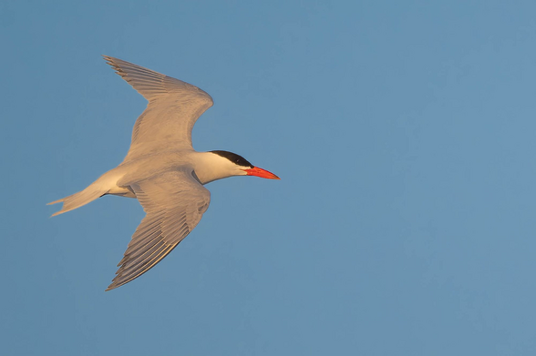 A caspian tern — a large grey-white tern with a black cap and massive red bill — soars against blue sky in golden light.