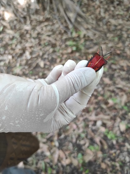 Close up of a gloved hand holding a bright red stink bug.