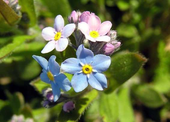 Flower : Forget me not!