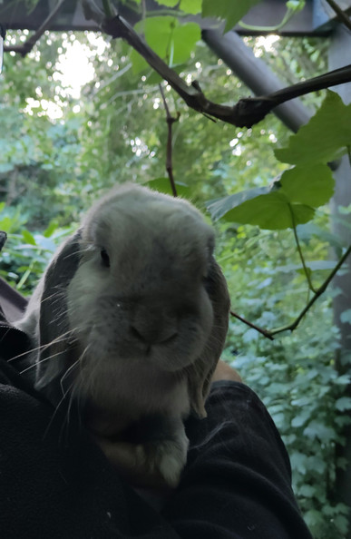 A grey bunny with floppy ears stares at the camera while being held in someone's arms