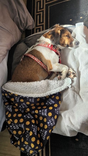 Jack Russell dog sleeping with a blanket over his lower half