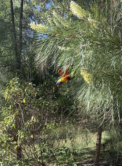 Rainbow lorikeet flying out of a green bushy tree