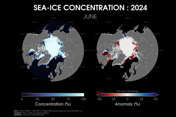 Two polar stereographic maps side-by-side showing Arctic sea ice concentration and its anomalies relative to 1981-2010 for June 2024. Red shading is shown for less ice, and blue shading is shown for more ice. Most areas are below average for sea ice concentration along the edge of the Arctic. Continents and land are masked out in a gray shading.