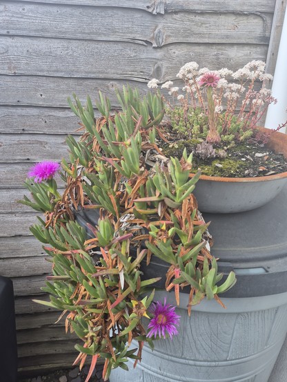 A steel bowl on a water barrel with a flowering iceplant draped to the left, and various smaller succulents popping up on the right. 