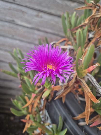 A bright iceplant flower with delicate thin leaves, centered.