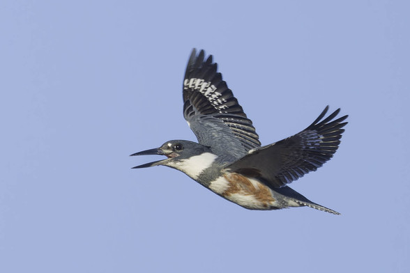 Female belted kingfisher flying against blue sky with bill open in what appears to be a smile