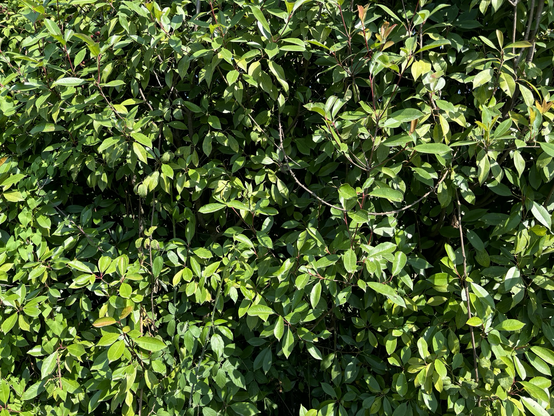 Leaves in a bush in sunlight