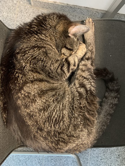 A tabby cat curled up and sleeping on a dark chair. His paw is wrapped tightly over his eyes and nose. 