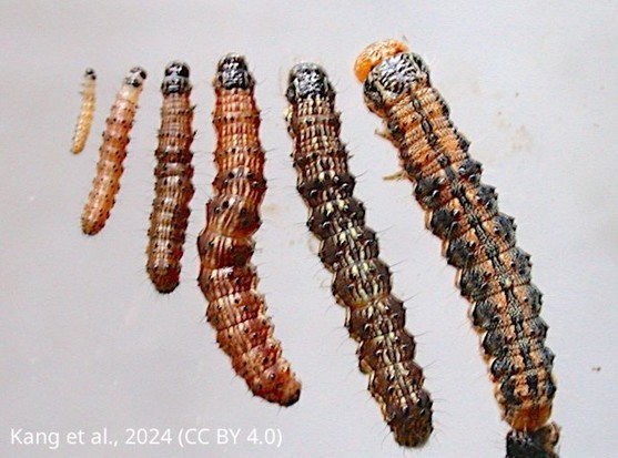Brown cotton bollworm larvae at different stages of development