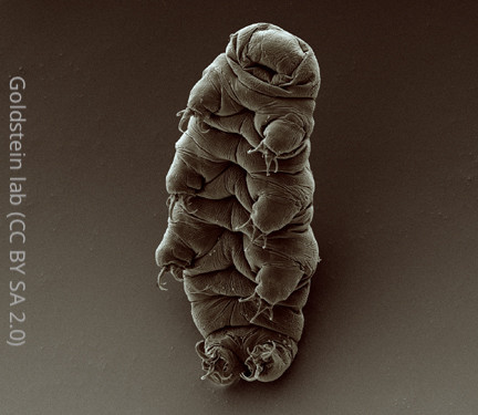 electron microscopy image of a tardigrade. an eyeless squidgy creature with 4 pairs of stubby clawed limbs