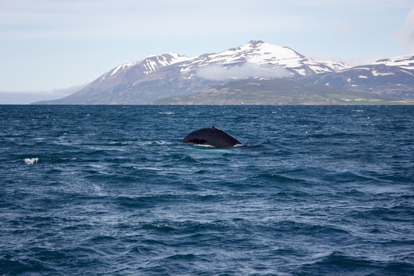 The back of a Humpback Whale coming off the blue fjord water. In the background a snow covered mountain, brownish at the bottom. Light blue, hazy sky. 