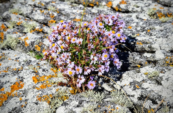 A close-up photo of a seashore aster (Tripolium pannonicum) growing in a crack on lichen covered rock outcropping.