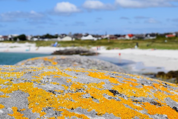 A photograph with focus on lichen covered rock outcropping in the foreground, and blurred out beach with bathers, grass and white houses in the background.