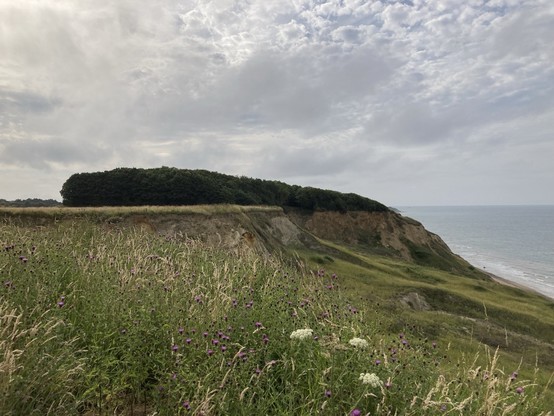 Photo of a coastal cliff covered in grass and wild flowers and with a small mound of trees on top