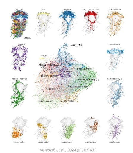 Modularity of the Platynereis larval connectome.