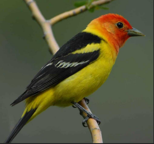 Beautiful male Western Tanager. Reddish head, yellow body, black back, white wing bar.