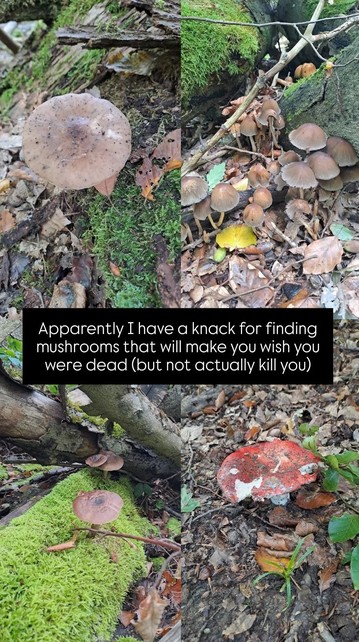 A series of four photos of mushrooms, some large brown, some small brown, and one red. There is a caption on the photo that says 