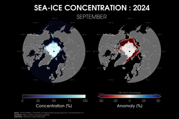 Two polar stereographic maps side-by-side showing Arctic sea ice concentration and its anomalies relative to 1981-2010 for August 2024. Red shading is shown for less ice, and blue shading is shown for more ice. Most areas are below average for sea ice concentration along the edge of the Arctic. Continents and land are masked out in a gray shading.