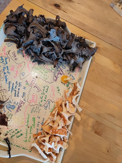 A tray with black and yellow mushrooms picked in the woods.