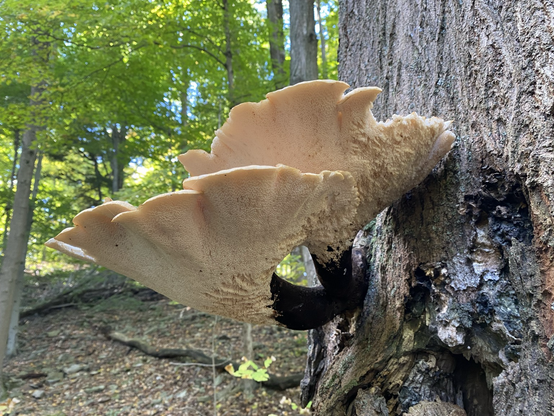 A very large shelf-like mushroom with thick stalks which are emerging from the side of the tree trunk. The stems are dark, nearly black but the mushroom caps are cream in colour. They are frilly, and point upwards. Zooming in, the intricacies of the tubes are visible.