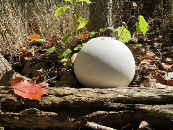 A giant puffball mushroom which is a spherical white ball. There are a couple of spots where it was nibbled on (by probable slugs) but is otherwise very smooth. It is situated next to a log in the forest with a bright red maple leaf close by. Some greenery still remains in the background.