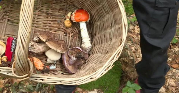 Screenshot of the video about forest fungi in South Tyrol.